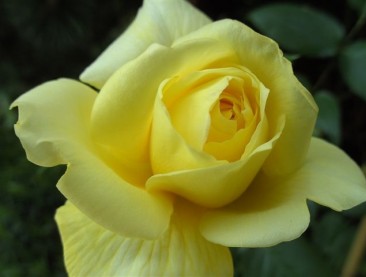 Profumo di rose...